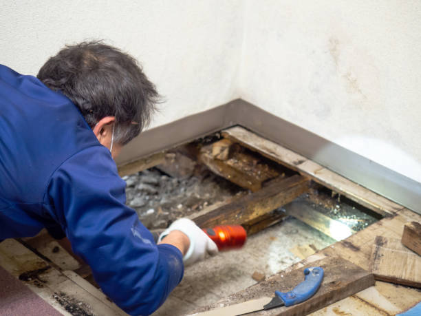 Best Residential Mold Inspection & Testing  in Jefferson, TX